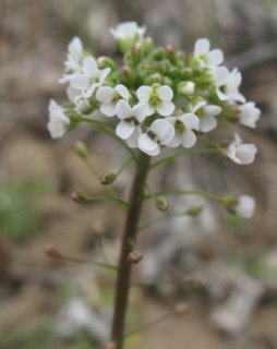 Capsella bursa-pastoris. Пастушья сумка.