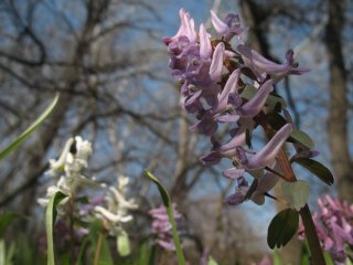 Corydalis cava. Хохлатка полая. Фото8.