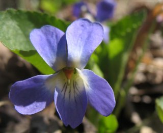 Viola odorata. Фиалка. Фото1.