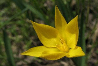 Tulipa sylvуstris. Тюльпан. Фото4.
