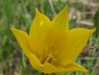 Tulipa sylvуstris. Тюльпан. Фото5.