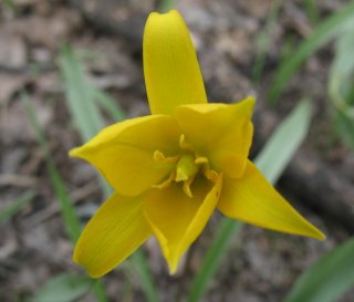 Tulipa sylvуstris. Тюльпан. Фото3.