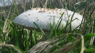 Какой то шампиньончатый чешуй.