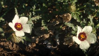 Hibiscus trionum. Гибискус тройчатый.