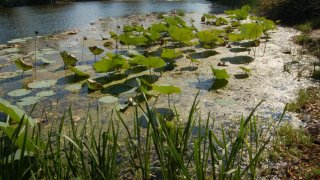 Nelumbo nucifera. Лотосовый берег.