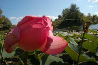 Nelumbo nucifera. Розовый лотос.