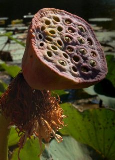 Nelumbo nucifera. Коробочка крупным планом.