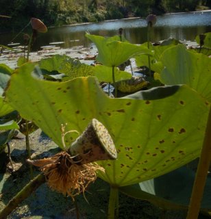 Nelumbo nucifera. Лотосы отцвели.