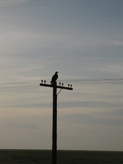 Aquila nipalensis. Степной орёл на столбе. Занесён в Красную книгу.