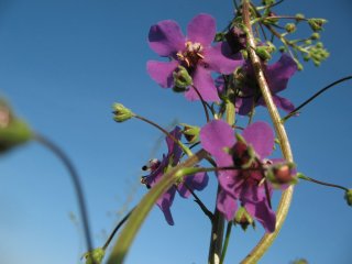 Verbascum. Коровяк фиолетовый.