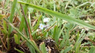 Myosotis. Незабудка.