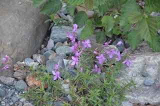 Silene schafta. Смолёвка.