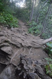 Корневые переплетения.