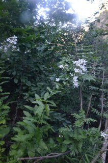 Campanula lactiflora. Колокольчик молочноцветковый у тропы.