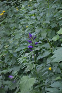 Campanula latifolia. Колокольчик широколистный.  Ветка в зарослях.