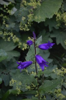 Campanula latifolia. Колокольчик широколистный.