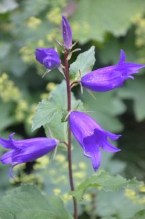 Campanula latifolia. Колокольчик.