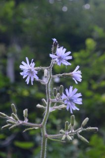 Cicerbita azurea. Цицербита лазоревая.