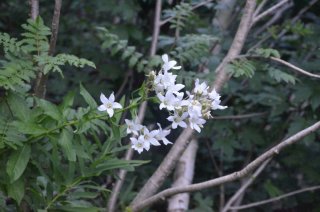 Campanula lactiflora. Колокольчик молочноцветковый в лесу.
