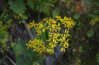 Senecio sarracenicus. Крестовник приречный.