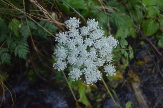 Conium maculatum. Болиголов пятнистый.