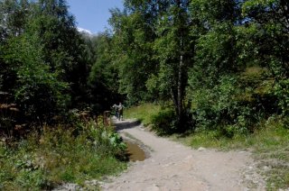 Дорога через лес.