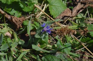 Centaurea Montana. Василек горный.
