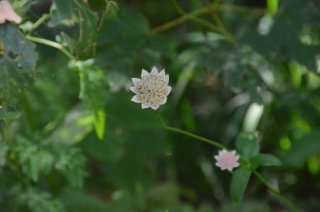 Astrantia major. Звездовка большая.