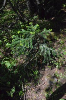 Abies nordmanniana. Побег пихты кавказской.