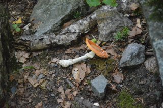 Amanita muscaria. Сорванный мухомор.