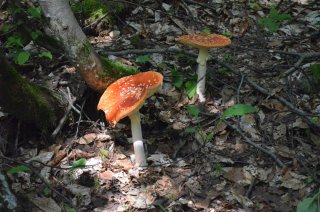 Amanita muscaria. Два мухомора.
