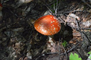 Amanita muscaria. Мухомор красный.