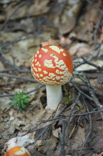 Amanita muscaria. Молодой мухомор.