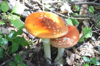 Amanita muscaria. Парочка мухоморов.