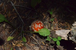 Amanita muscaria. Молодой мухомор в тени.