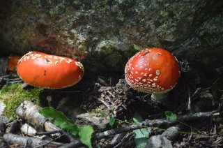 Amanita muscaria. Два мухомора у камня.