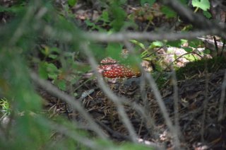 Amanita muscaria. Шляпка мухомора в  кустах.