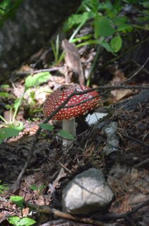 Amanita muscaria. Мухомор во всей красе.