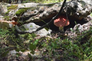 Amanita muscaria. Мухомор в укрытии.