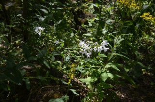 Campanula lactiflora. Колокольчик молочноцветковый.