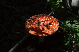 Amanita muscaria. Тени на шляпке мухомора.