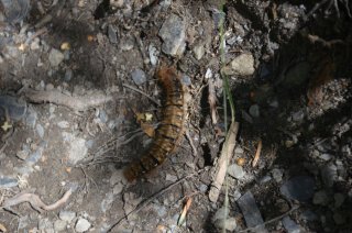 Lasiocampa quercus. Гусеница коконопряда дубового.