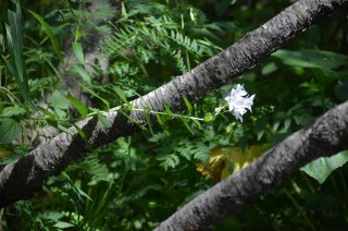 Campanula lactiflora. Колокольчик молочноцветковый.