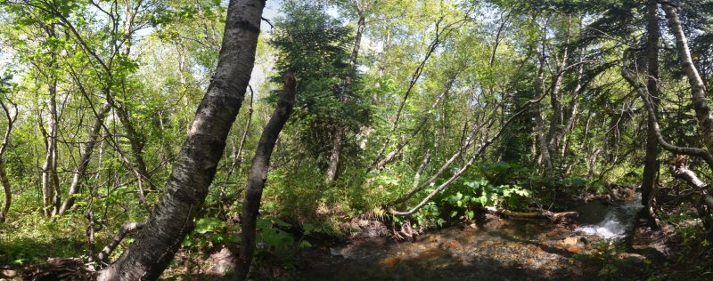 Панорама живописного ручья.