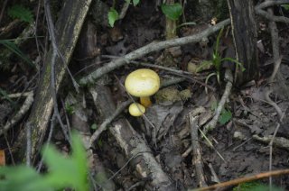 Pholiota alnicola. Чешуйчатка ольховая(?).
