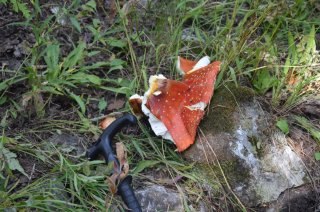 Amanita muscaria. Раздавленная шляпка мухомора. Трость для масштаба.