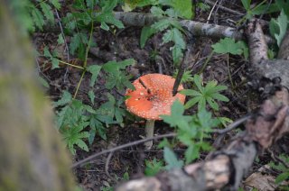 Amanita muscaria. Мухомор в траве.