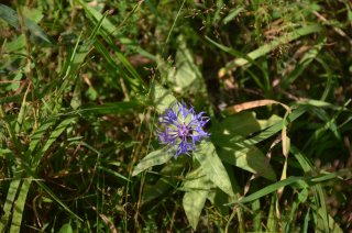 Centaurea Jacea. Василёк луговой.