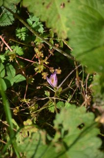 Colchicum. Безвременник или осенний крокус.