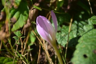 Colchicum. Цветок безвременника.